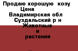 Продаю хорошую  козу › Цена ­ 10 000 - Владимирская обл., Суздальский р-н Животные и растения » Другие животные   